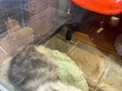 -猫咪博物馆(顶澳仔猫街店)