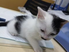 -美联众合动物医院(·中兽医·疑难杂症·严家桥分院)