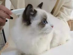 -喵zoo家庭繁育猫舍(尖东智能花园店)