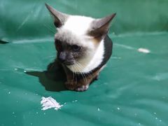 -猫色咖啡·猫咖