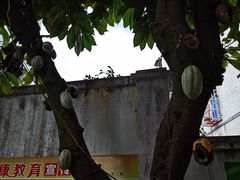 -兴隆华侨农场