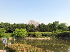 -嘉定紫藤园