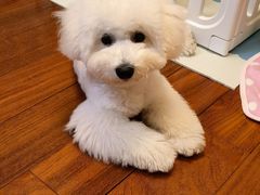 -翊宠yipet猫狗购宠庄园犬舍•猫舍