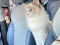 -山宅一喵德文卷毛猫舍
