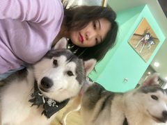 -Husky Go! 哈士奇体验馆·宠物咖啡厅狗咖