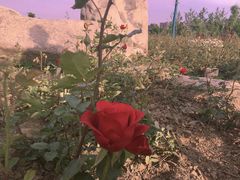 -汉长安城未央宫国家考古遗址公园