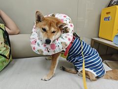 -申普宠物医院·心脏介入·心血管微创(总院)