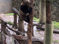 -都江堰中华大熊猫苑