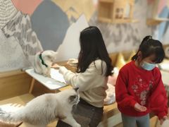 -滚猫咖啡·猫咖·猫友好撸猫(未来城店)
