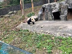 -都江堰中华大熊猫苑
