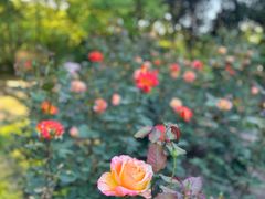 -上海共青森林公园