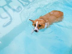 -汪说喵讲宠物乐园宠物酒店(红星美凯龙店)