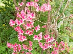 -南汇桃花村