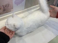 -芭比堂动物医院·犬猫全科·异宠专科(雁塔分院)