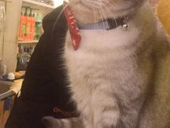 -猫色咖啡·猫咖