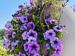 -北京国际鲜花港