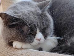 -是阿柴呀！柴犬咖啡·爱喵喵猫咖