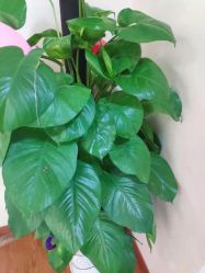 -Dr.林醫生产后修复·超级店(南京江宁同曦店)