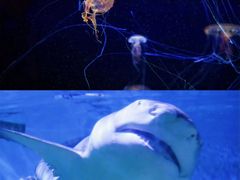 -正佳极地海洋世界