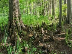 -溱湖国家湿地公园