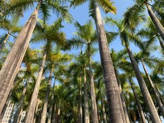 -深圳国际园林花卉博览园