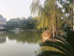 -金花茶公园