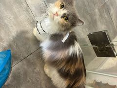 -楼上猫咖(罗湖店)