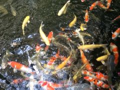 iphone_upload_pic-新加坡香格里拉