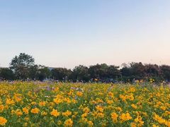 -花博汇(知音花月夜)
