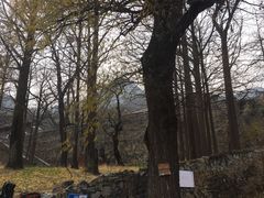 -阳台山自然风景区