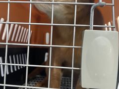 -中农国际动物医院24小时·猫科·骨科·急重症中心