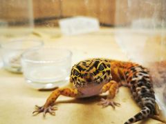 -酷以爬仙阁实体爬宠店·守宫·蜥蜴·专业繁育