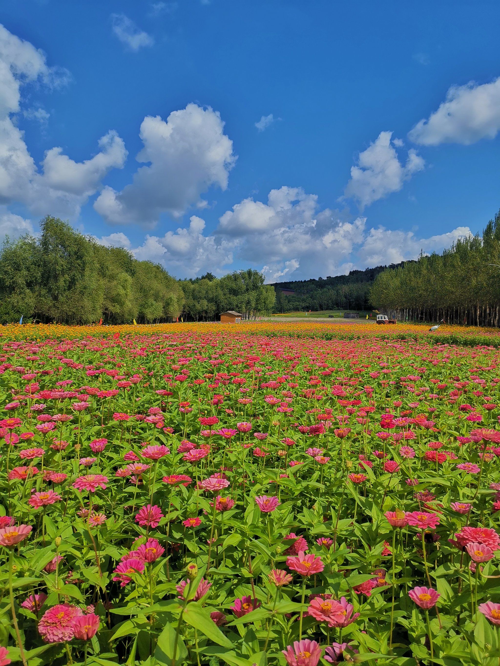 漫步田野,花海相伴