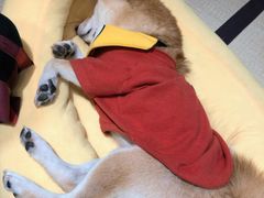 -逗柴咖啡屋·狗咖猫咖宠物桌游