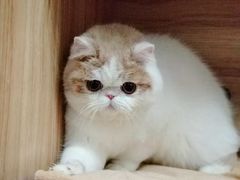 -爱侣宠医·鹦鹉专科·小型哺乳类·异宠专科(灵石路店)