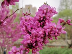 -元大都城垣遗址公园