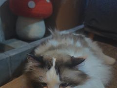 -白兔子密室(长寿路店)