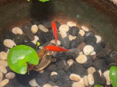 -曲水兰亭(北京四惠店)