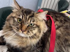 -纳吉亚猫专科动物医院·北北分院