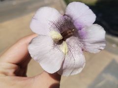-洛龙公园
