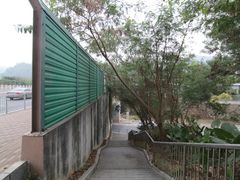 -银湖山郊野公园-相思林