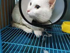 -瑞派旺宝宠物医院·犬猫全科综合·尿道专科(莲兴院)