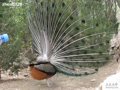 -西安秦岭野生动物园