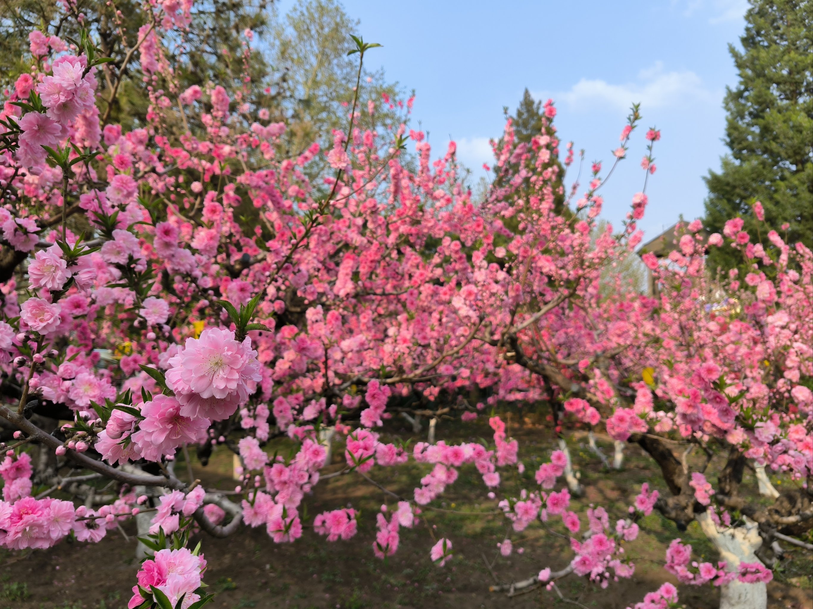 朝阳化石谷樱花节图片