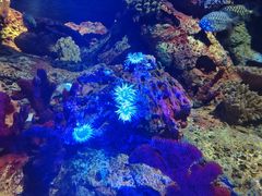 -上海海洋水族馆