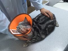 -达爱动物医院·犬猫分区·CT·复杂眼科(远洋山水分院)