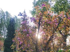 -长白岛森林公园