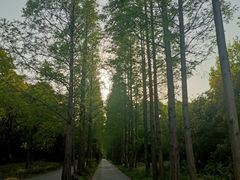 -上海滨江森林公园