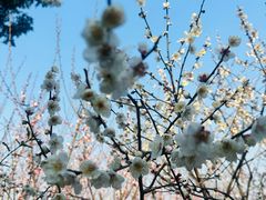 -香雪海