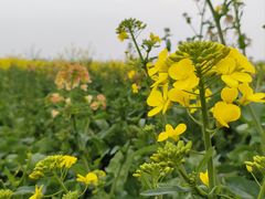 -中国天府农业博览园